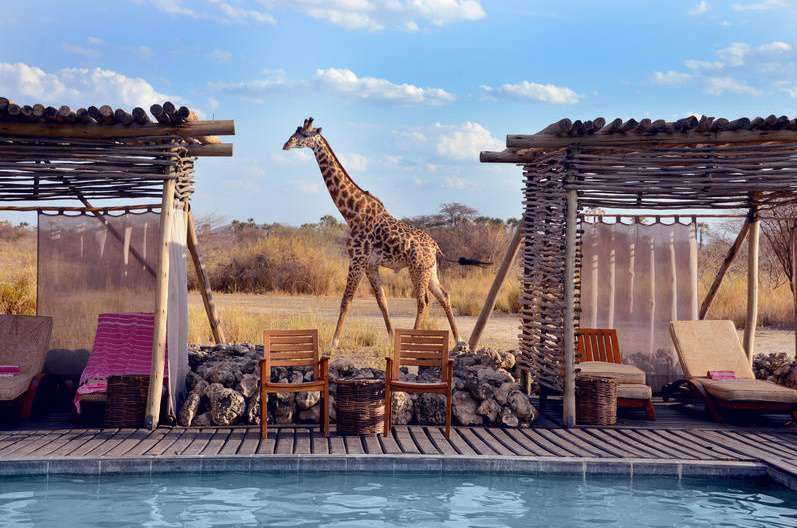 Tanzania Safari Tours in africa