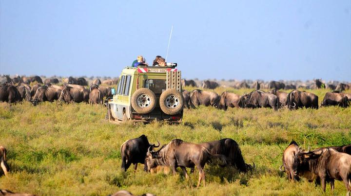 Tanzania Safari Tours Kenya